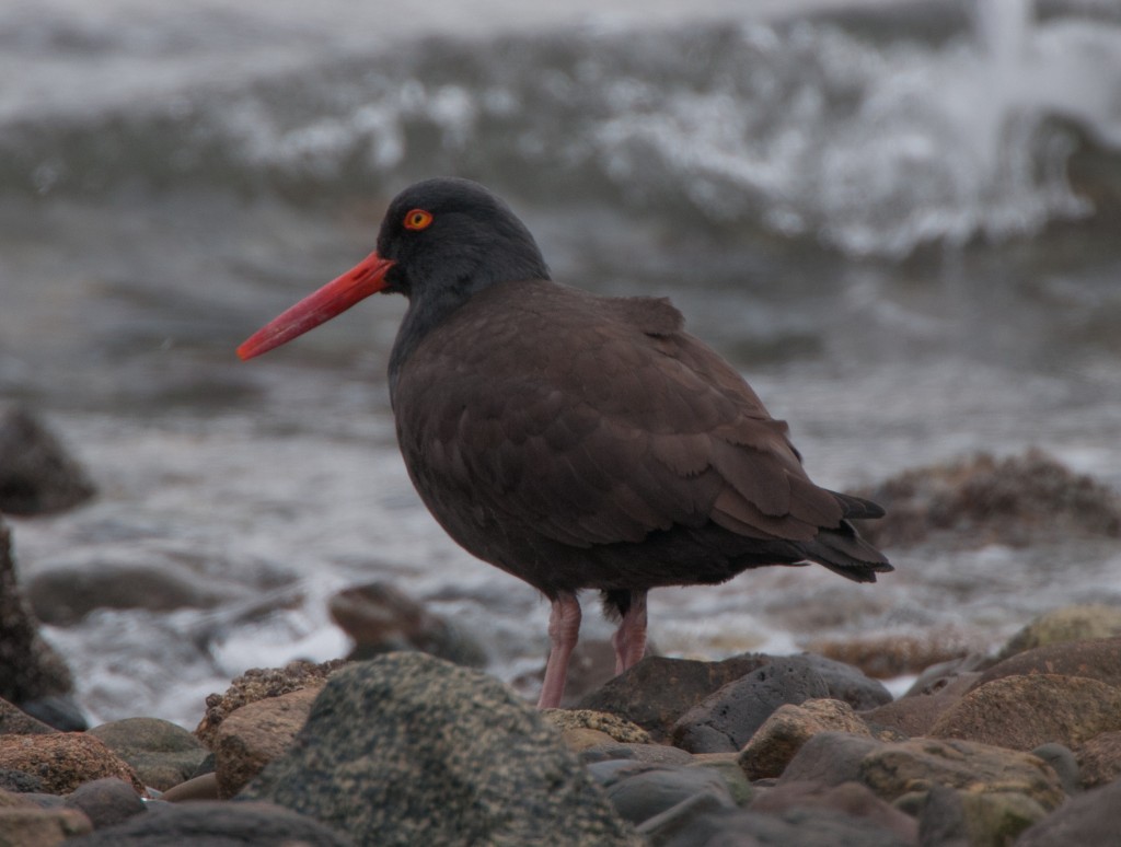 Black Oystercatcher