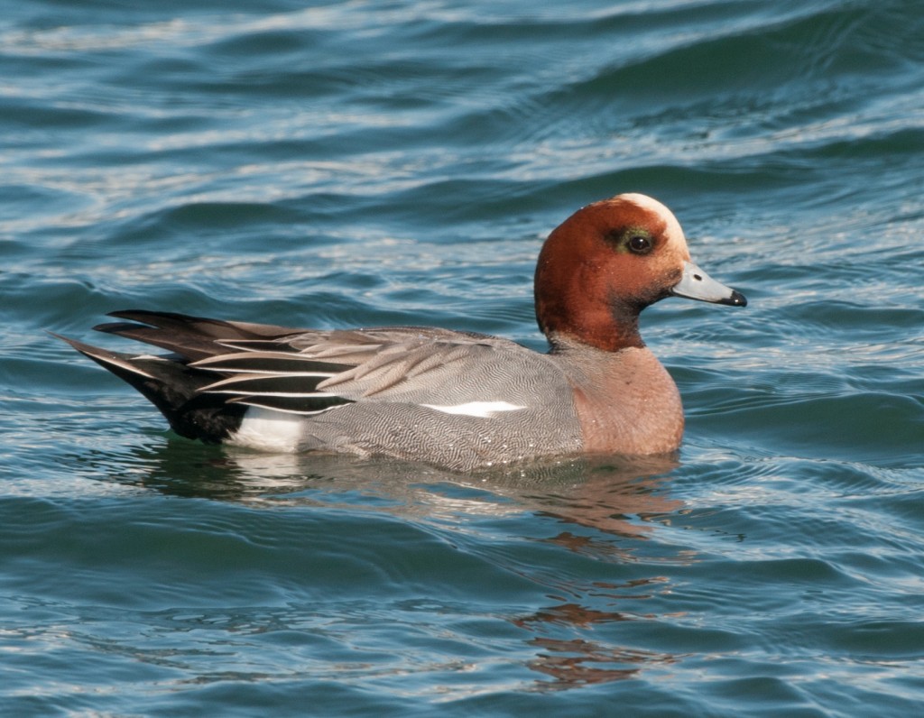 Male Eurasian Wigeon