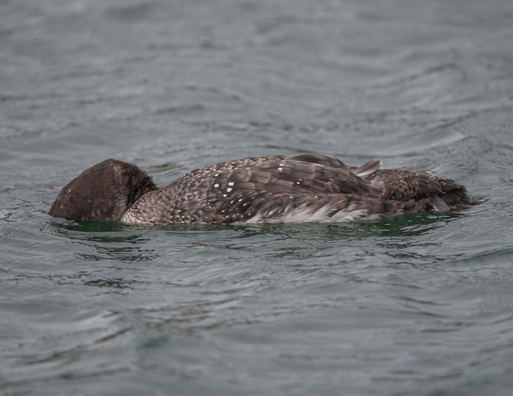 Loon, Common  20130301021_201303015untitled