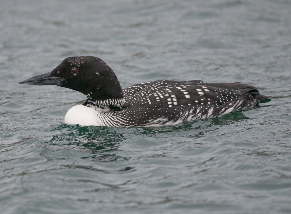 Loon, Common  20130301025_201303017untitled