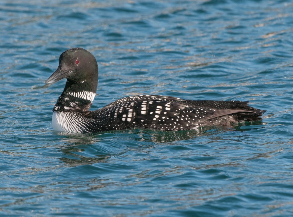 Loon, Common 20130303006_201303031untitled