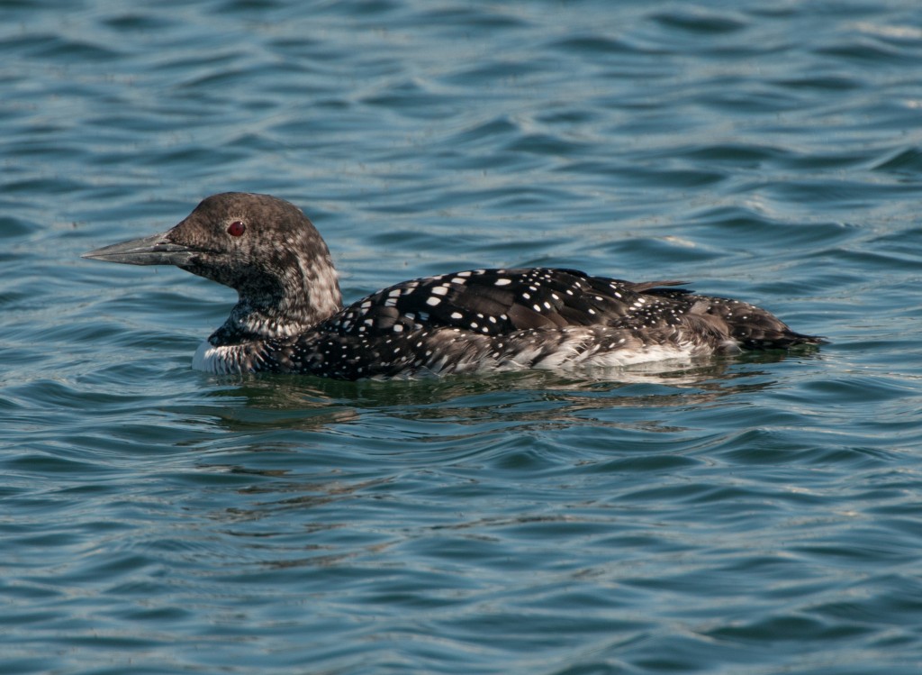 Loon, Common 20130325005_201303251untitled