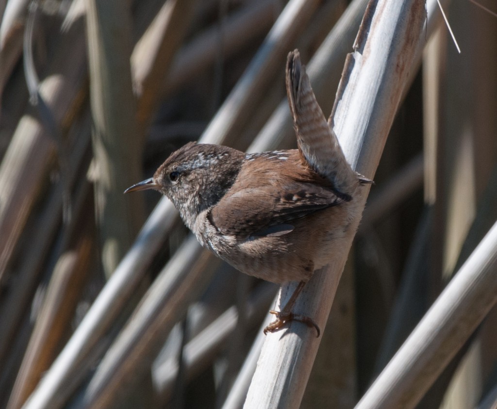 Wren, Marsh 20130325004_201303252untitled