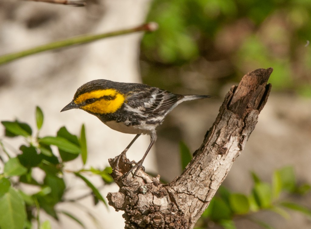 20130415-Warbler, Golden-cheeked   20130415 041_