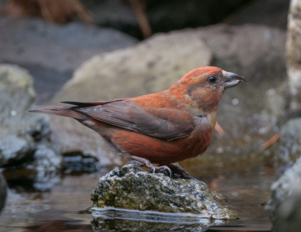 Crossbill, Red  20130402008_201304021untitled