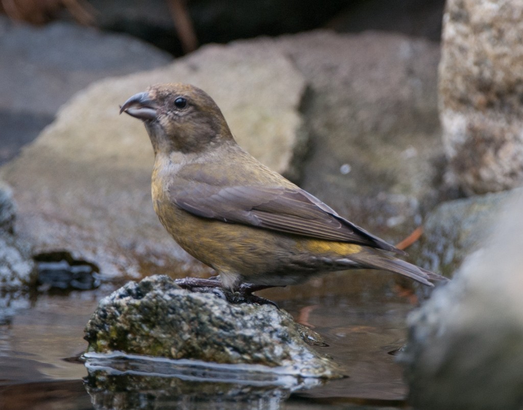 Crossbill, Red  20130402014_201304021untitled