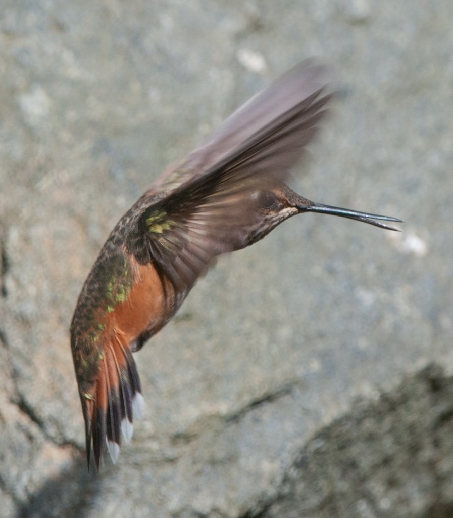 Hummingbird, Rufous  20130330001_201303301untitled