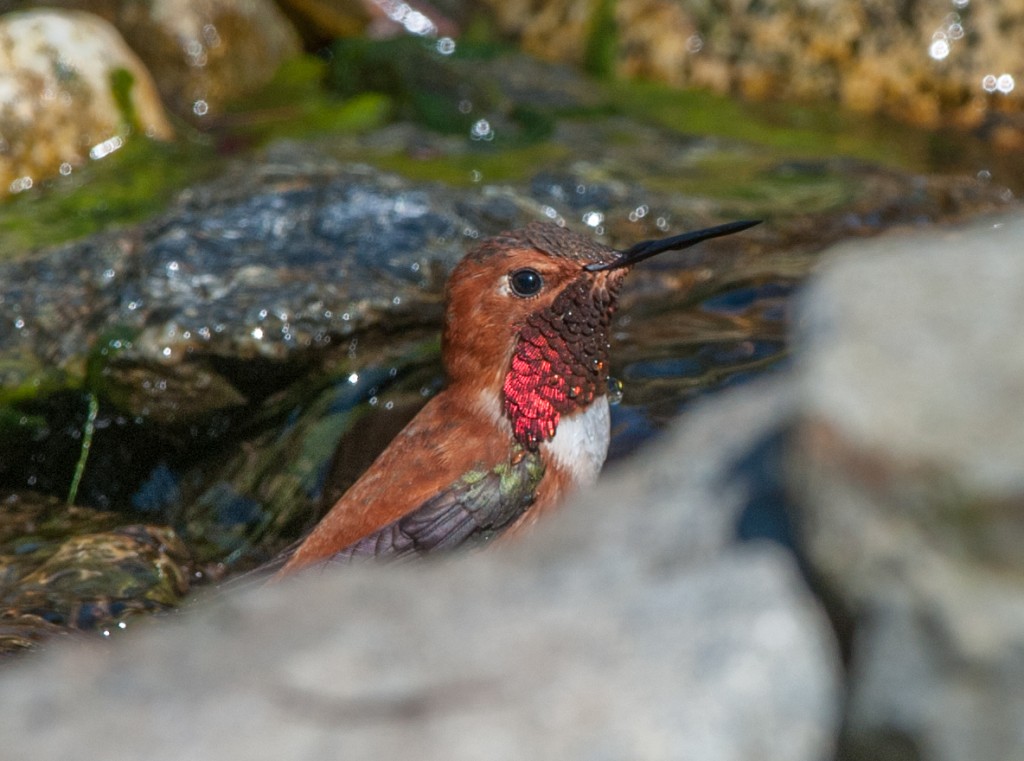 Hummingbird, Rufous  20130330003_201303302untitled