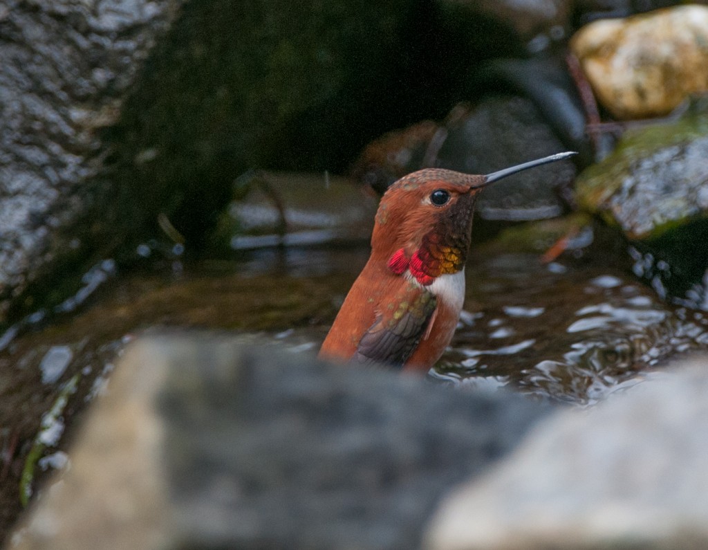 Hummingbird, Rufous  20130403001_201304033untitled