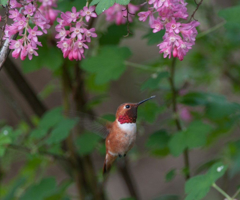 Hummingbird, Rufous  20130403008_201304036untitled