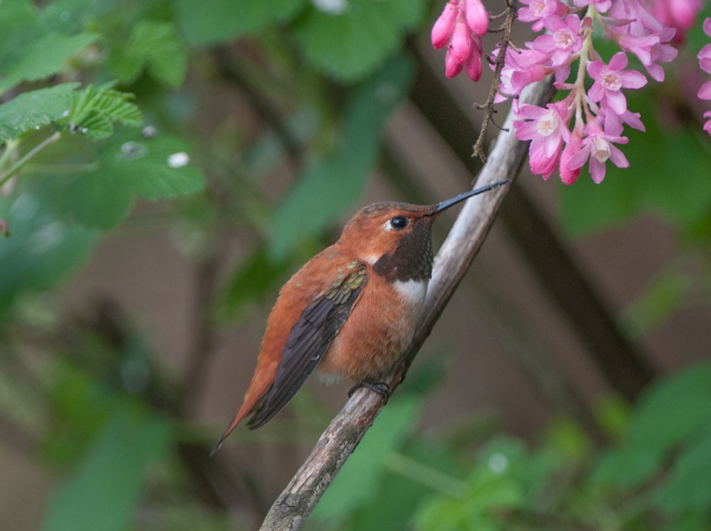 Hummingbird, Rufous  20130403014_201304037untitled