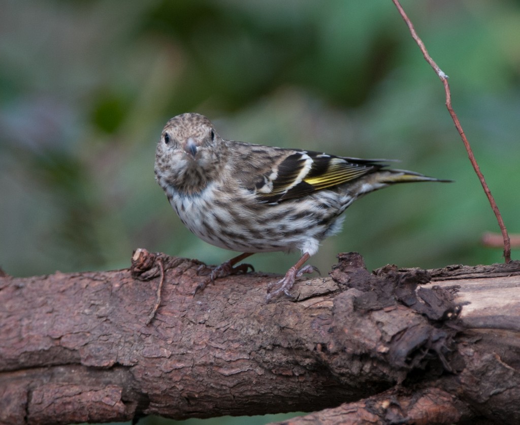 Pine Siskin