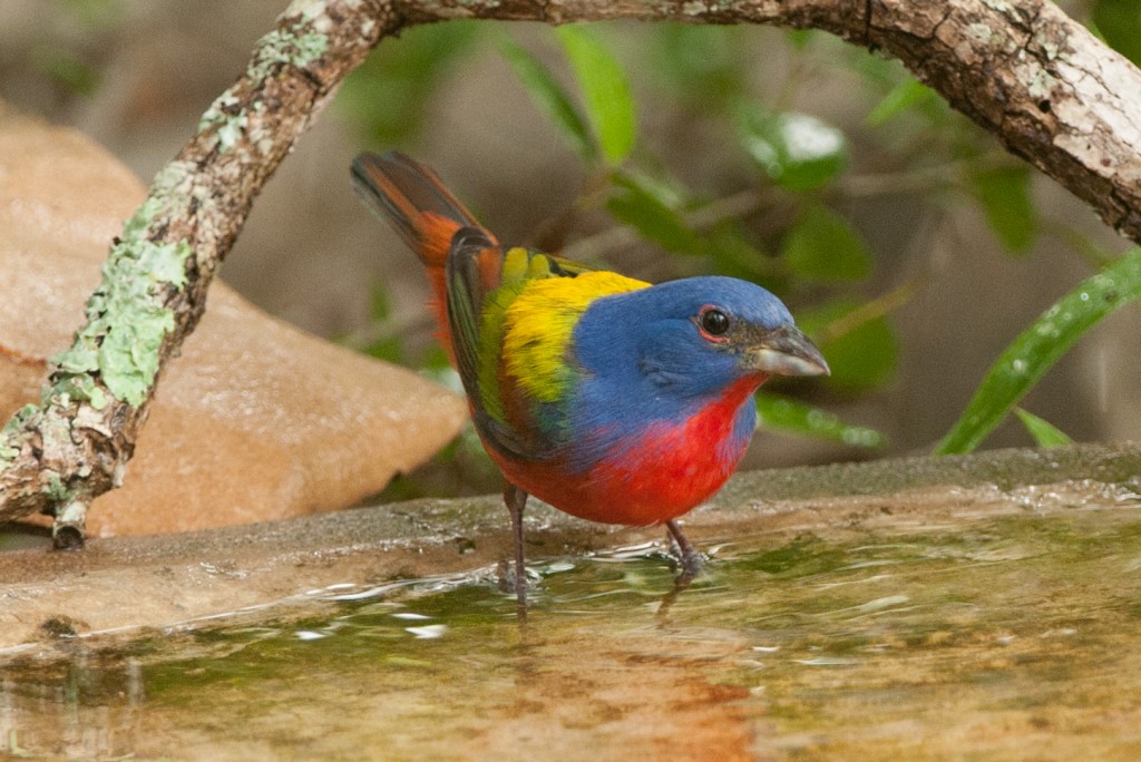 Male Painted Bunting