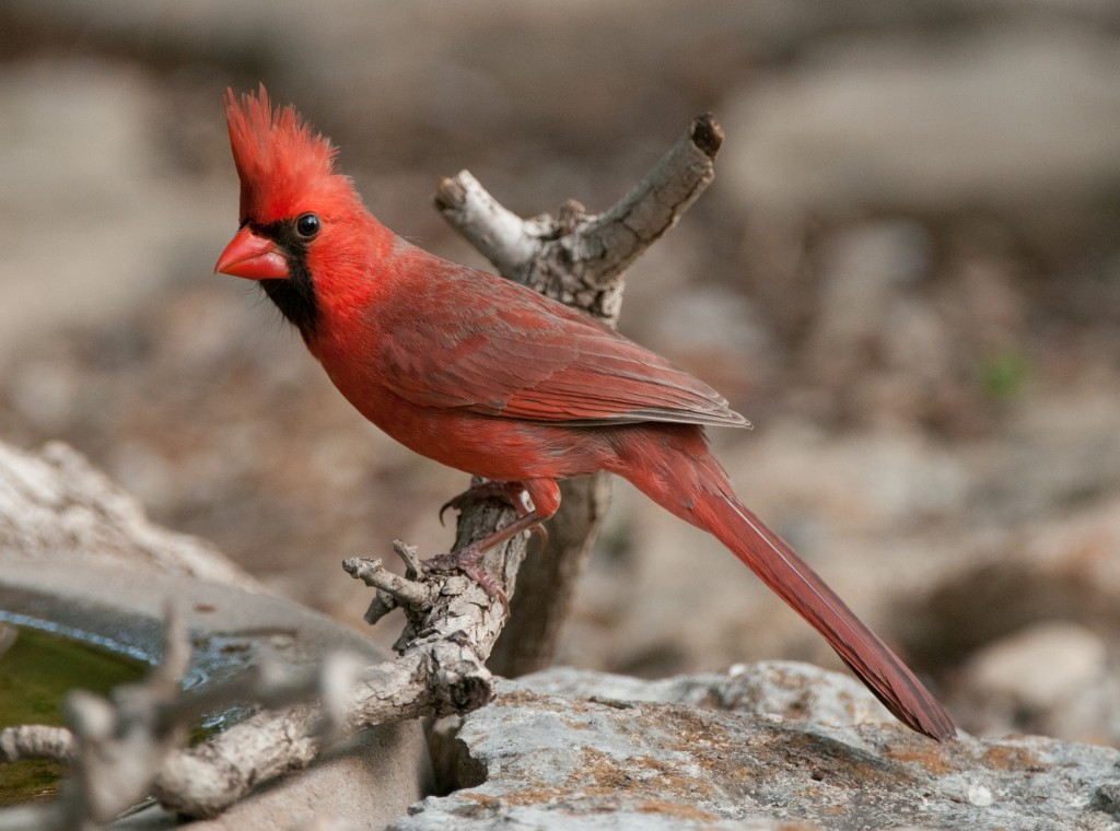 20130415-Cardinal, Northern   20130415 003_