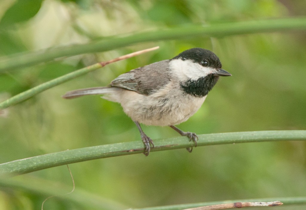 Carolina Chickadee