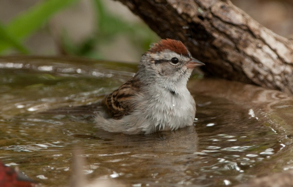 Chipping Sparrow