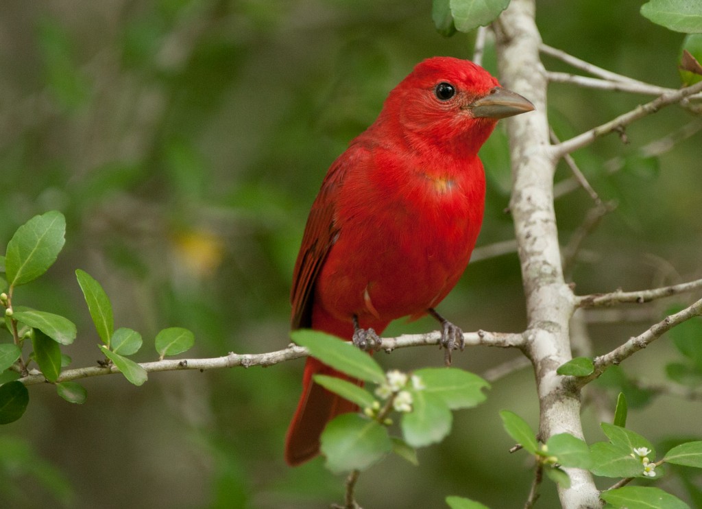 20130415-Tanager, Scarlet   20130415 001_