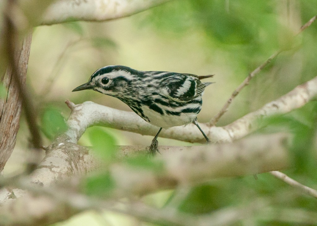 20130415-Warbler, Black and White  20130415 001_