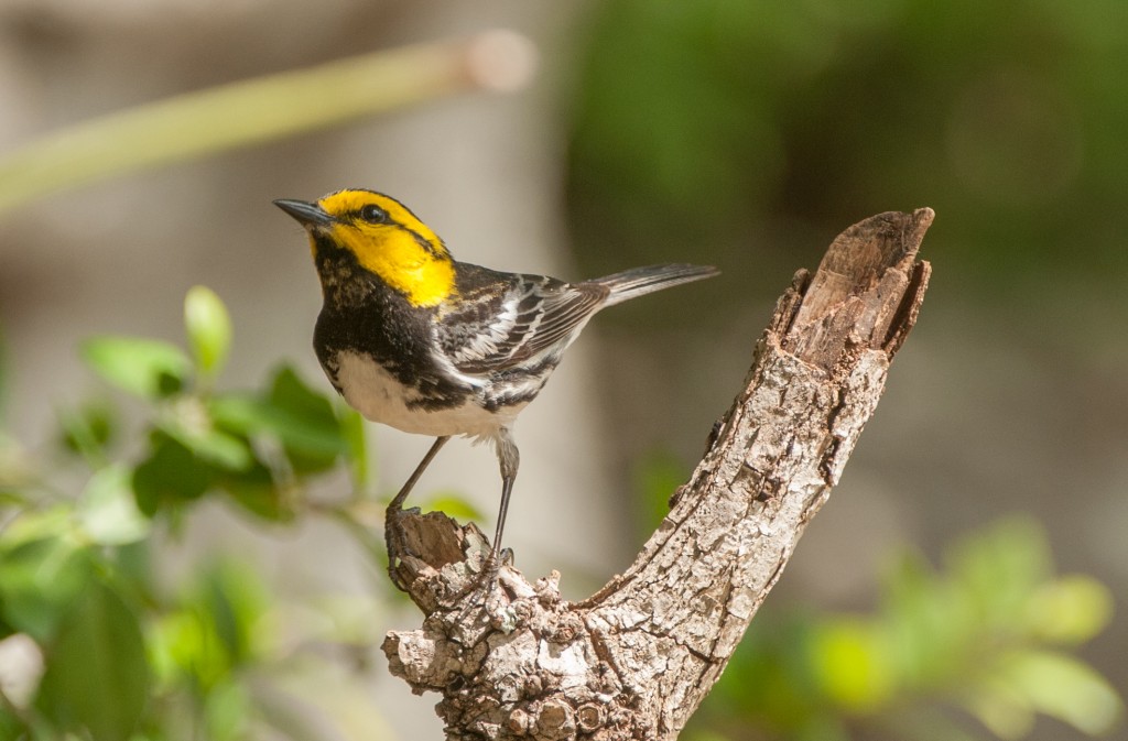 20130415-Warbler, Golden-cheeked   20130415 027_