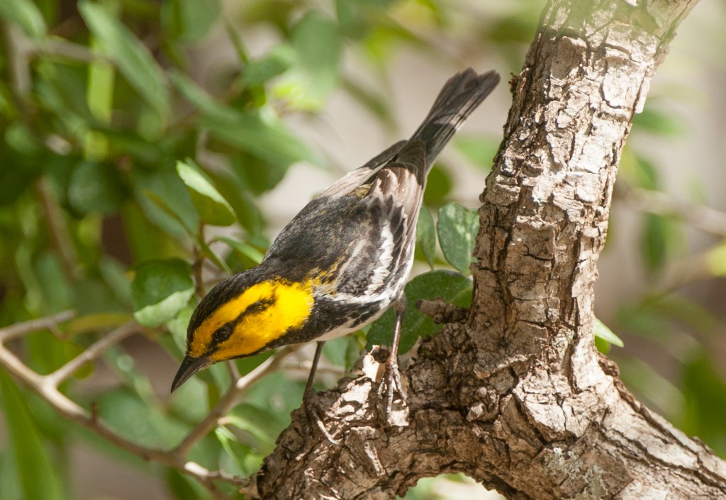 20130415-Warbler, Golden-cheeked   20130415 030_