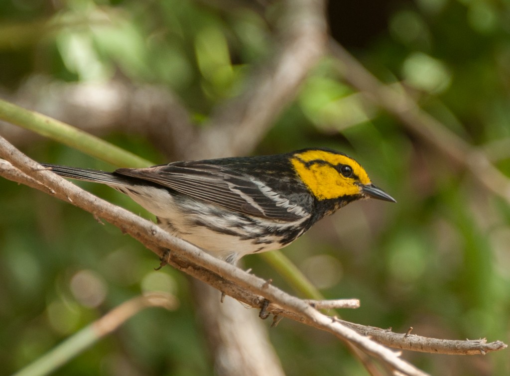 20130415-Warbler, Golden-cheeked   20130415 033_