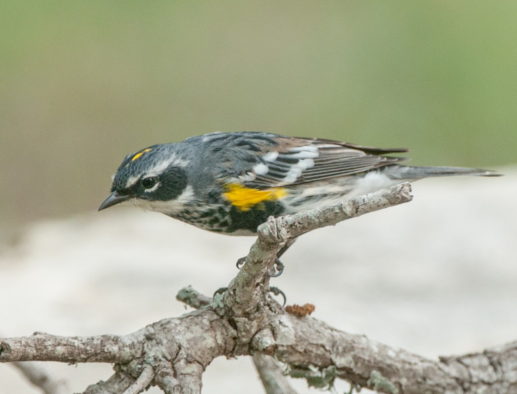 20130415-Warbler, Yellow-rumped - Myrtle   20130415 011_