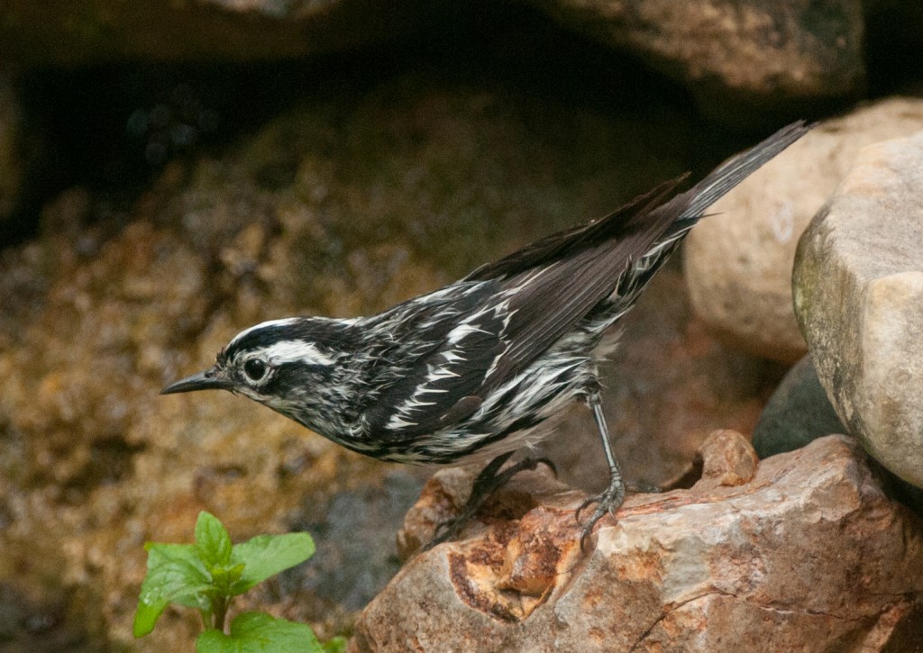 20130423-Warbler, Black and White  20130423 010_