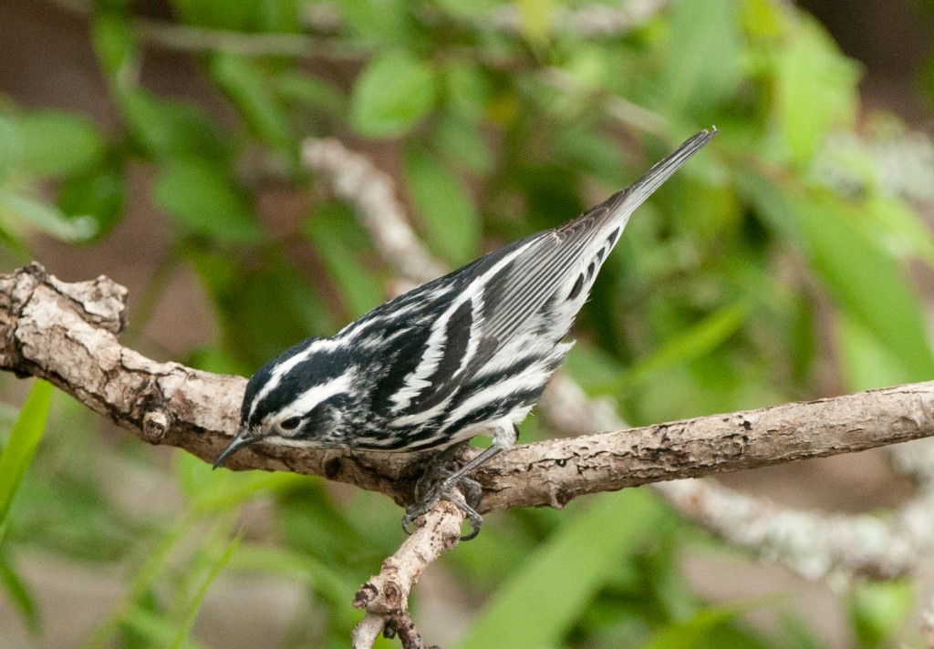 20130423-Warbler, Black and White  20130423 018_