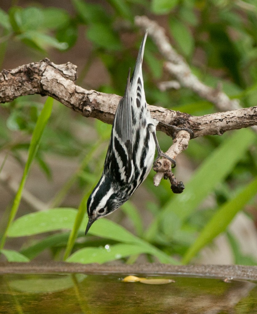 20130423-Warbler, Black and White  20130423 022_