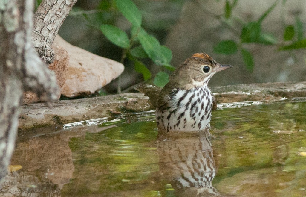 20130424-Ovenbird  20130424 004_