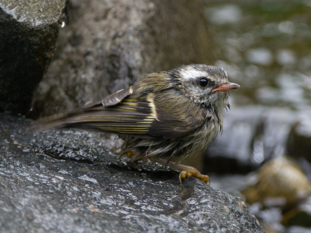 20130609-Kinglet, Golden-crowned   20130609 002_