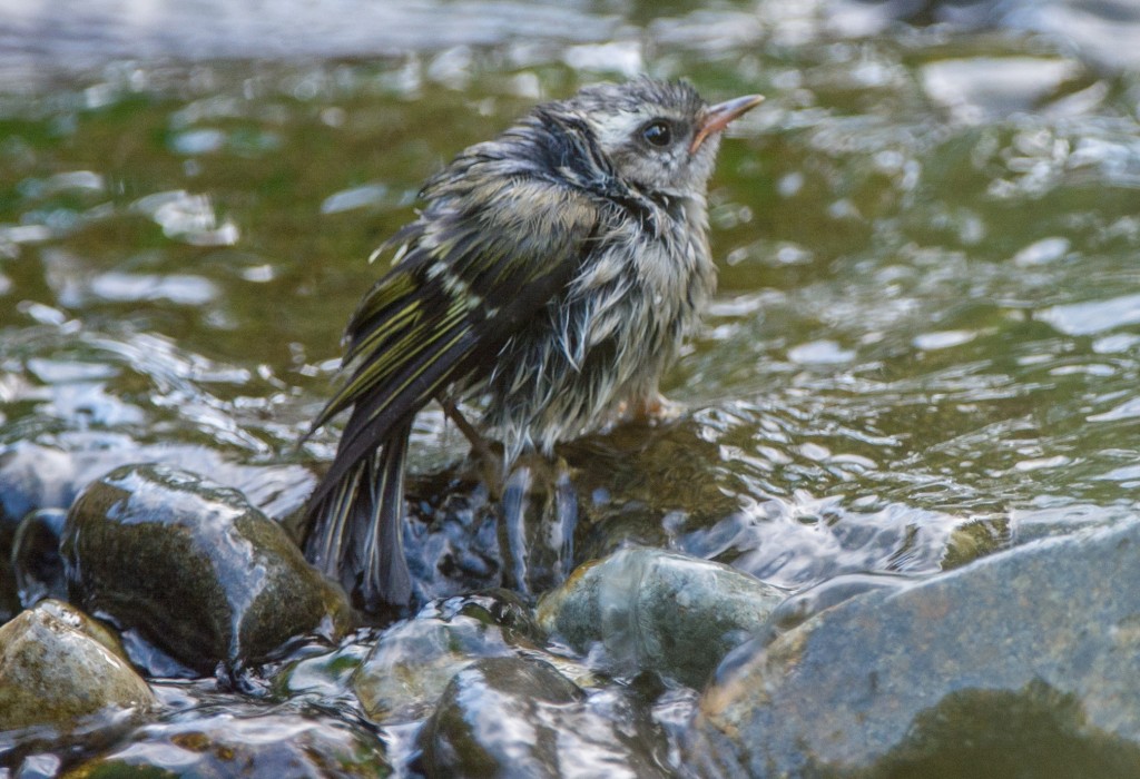 20130609-Kinglet, Golden-crowned   20130609 028_