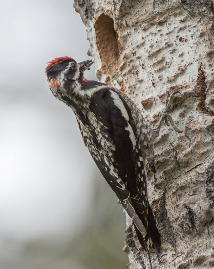 20130612-Sapsucker, Red-naped   20130612 003_