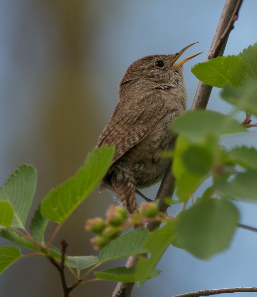 20130612-Wren, House   20130612 003_