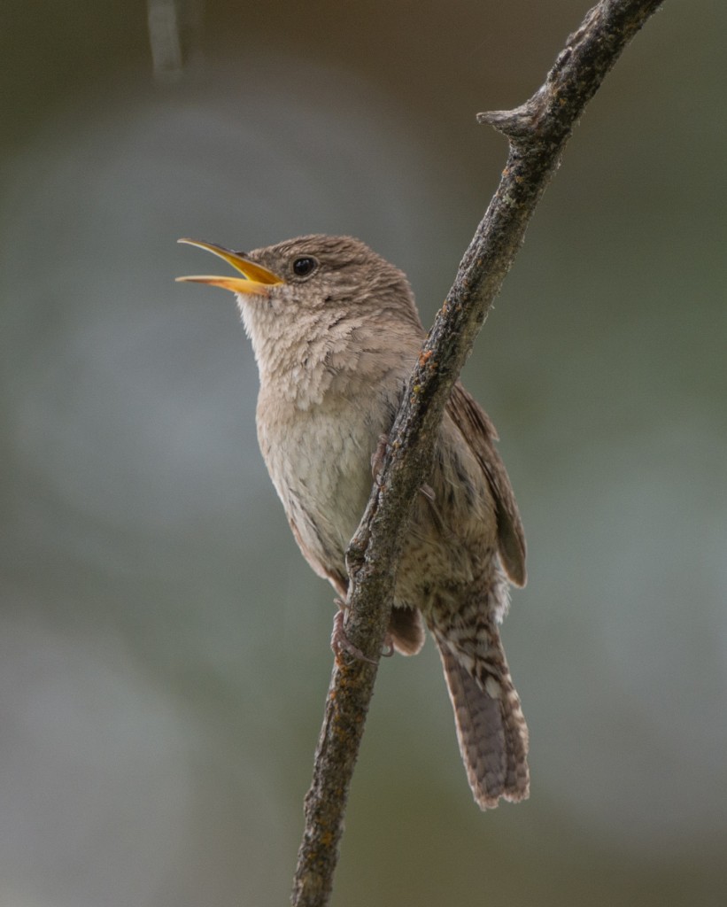 20130612-Wren, House   20130612 015_