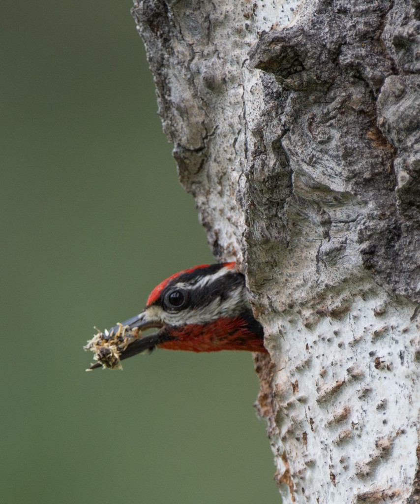 20130613-Sapsucker, Red-naped   20130613 020_