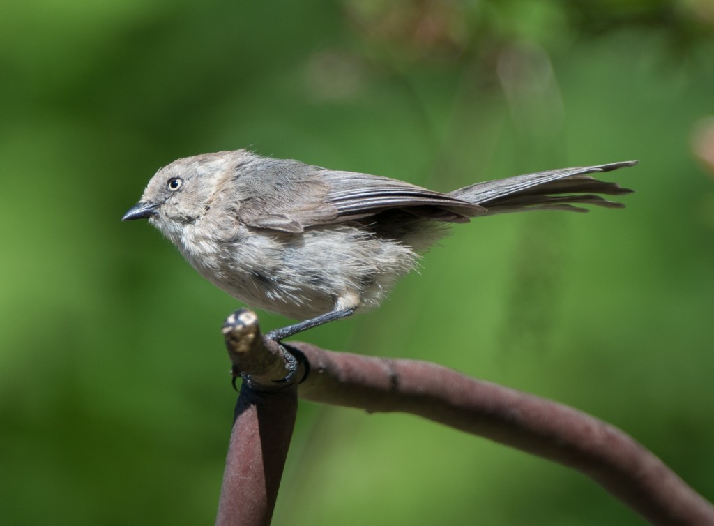 20130703-DSC_3488