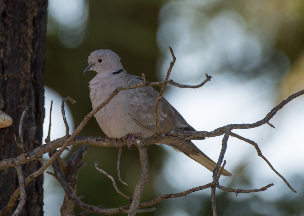 20130715-Dove, Eurasian Collared   20130715 003_