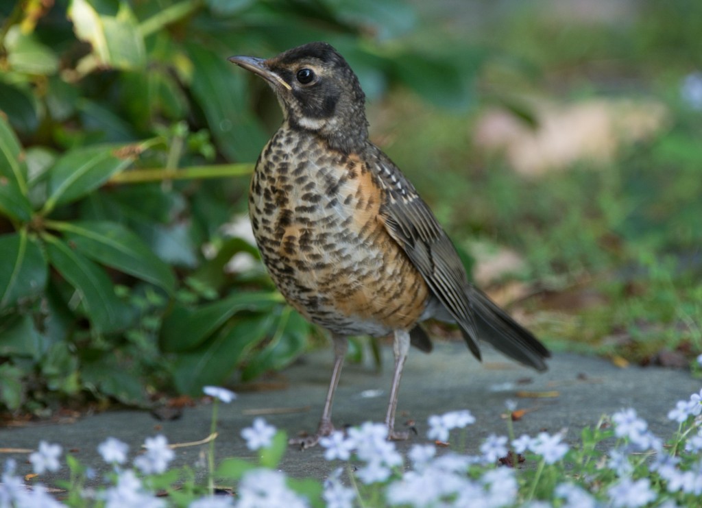 20130717-Robin, American   20130717 004_