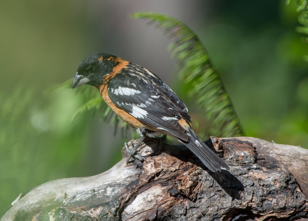 20130720-Grosbeak, Black-headed   20130720 005_