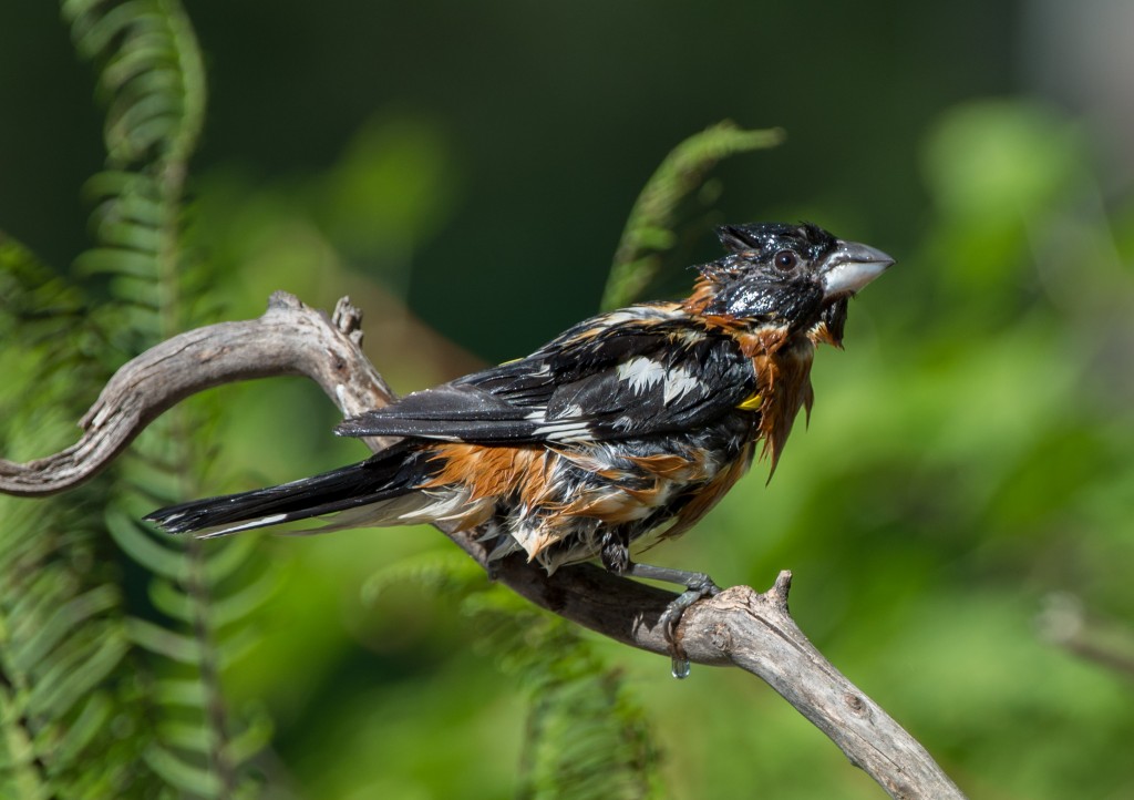 20130720-Grosbeak, Black-headed   20130720 010_