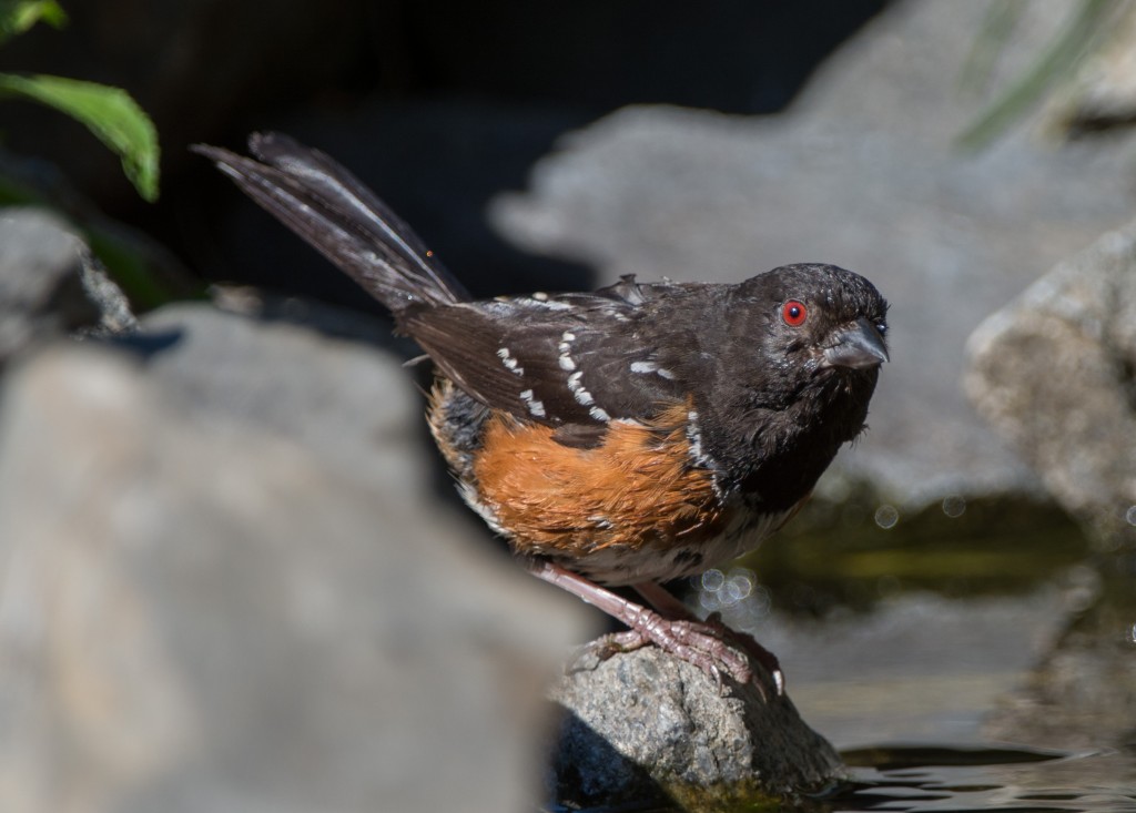 20130720-Towhee, Spotted   20130720 004_