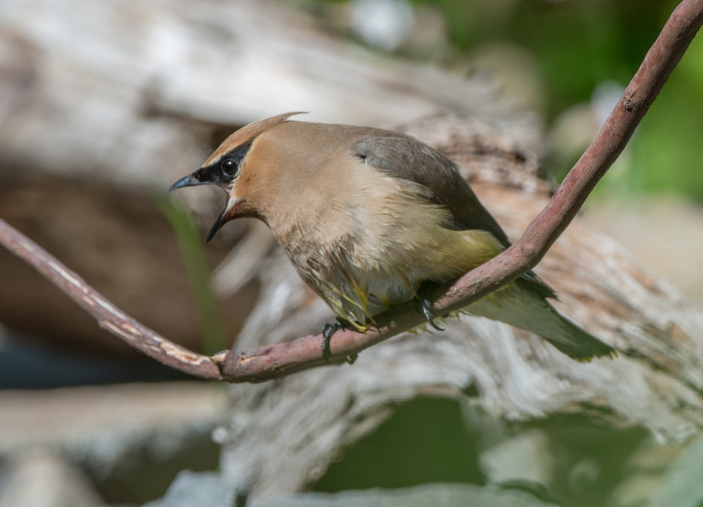 20130720-Waxwing, Cedar   20130720 003_