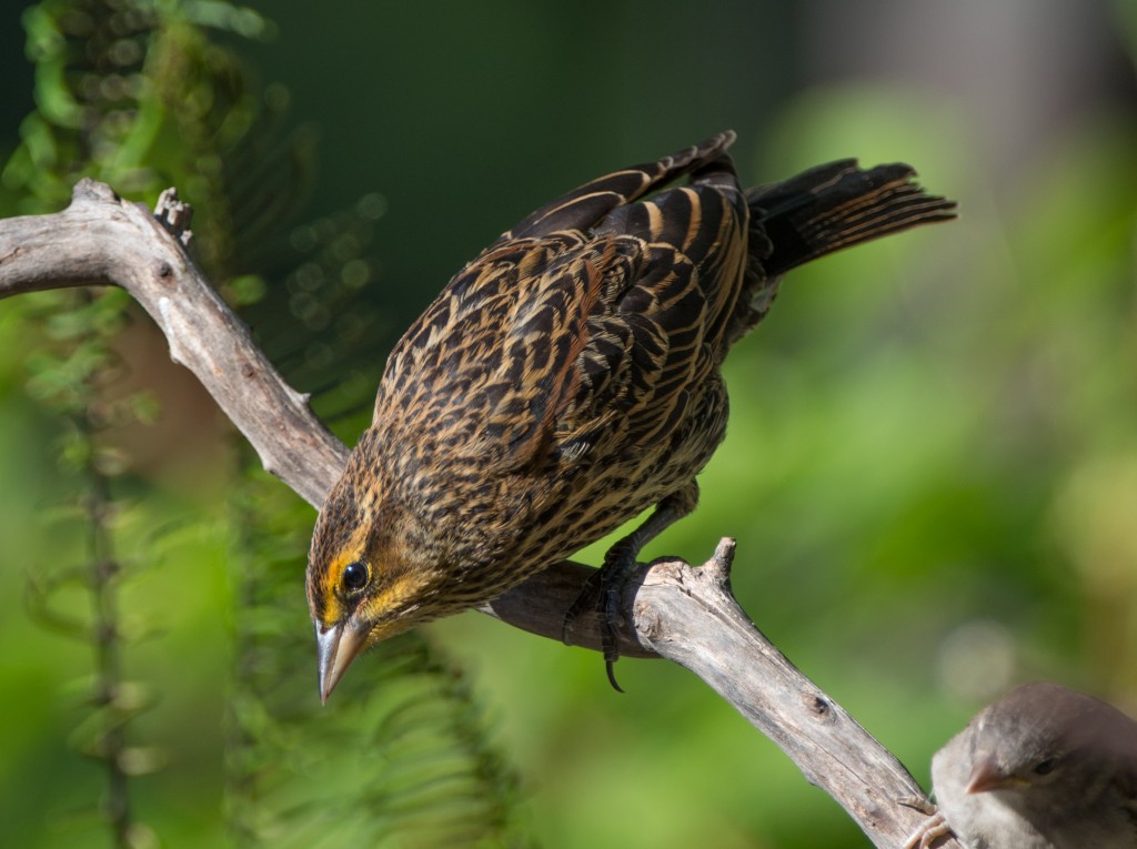 20130721-Blackbird, Red-winged   20130721 001_