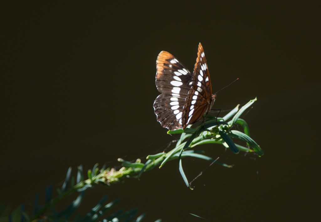 Unidentified Butterfly 