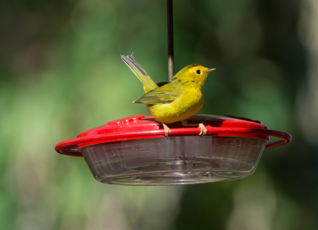 Male Wilson's Warbler