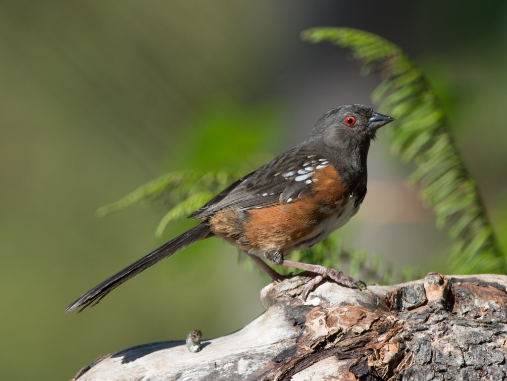 Spotted Towhee