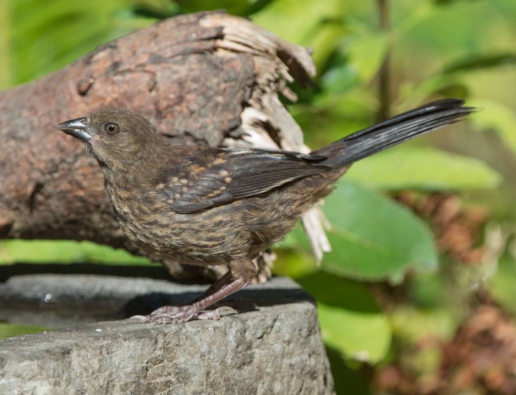 Juvenile Spotted Towhee