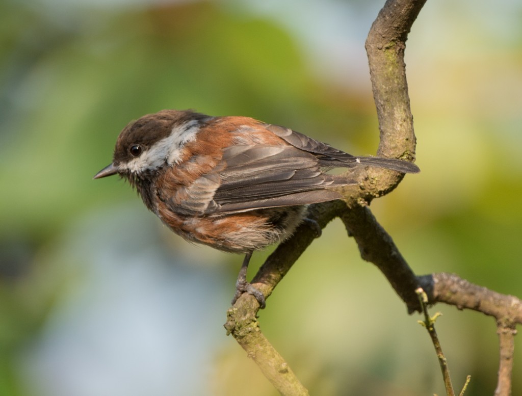 20130730-Chickadee, Chestnut-backed    20130730 003_