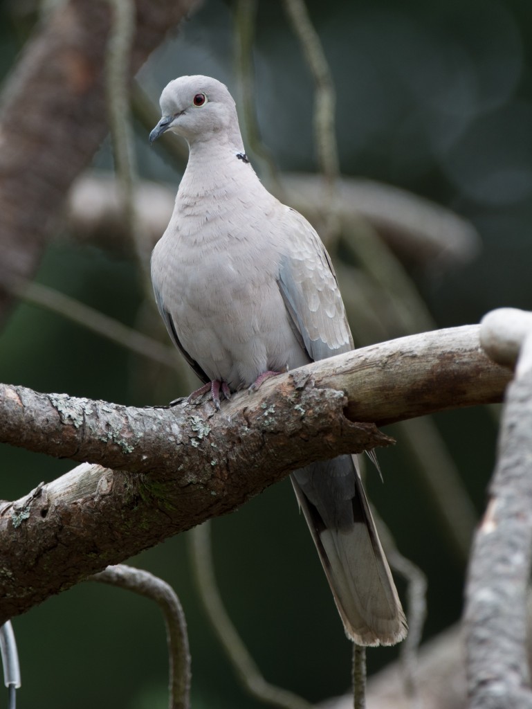 20130730-Dove, Eurasian Collared   20130730 003_